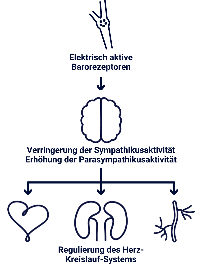 Diagramm, das zeigt, wie Barostim den Blutdruck bei Patienten mit resistenter Hypertonie senkt